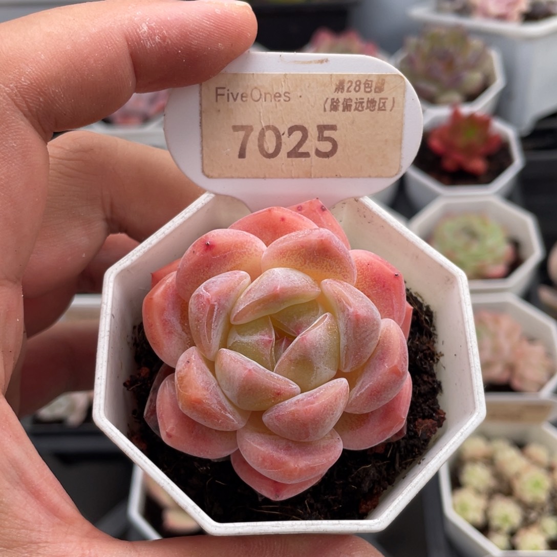 花***声琥珀7025-5.5厘米