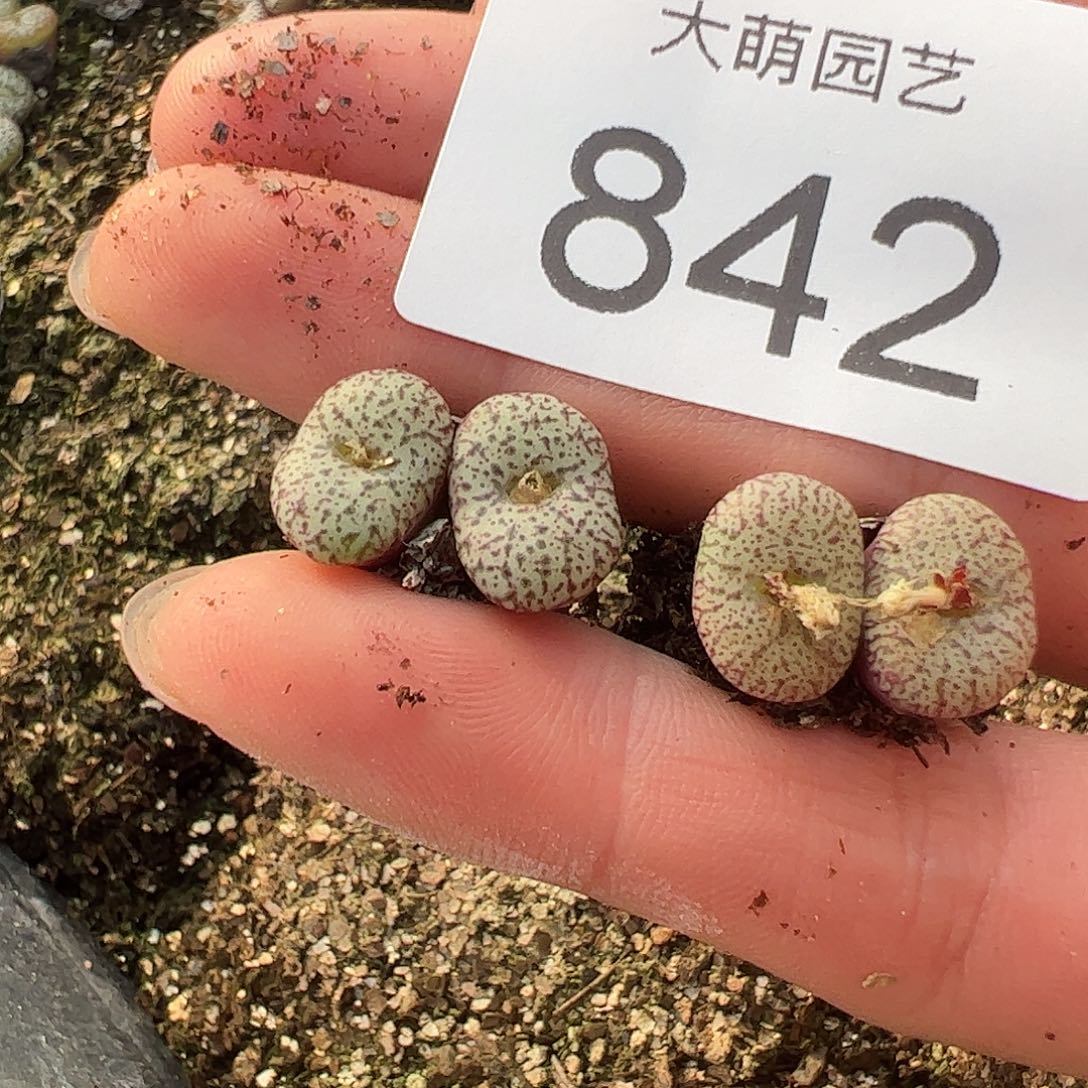 0000842量拍紫密纹安贞双头2颗