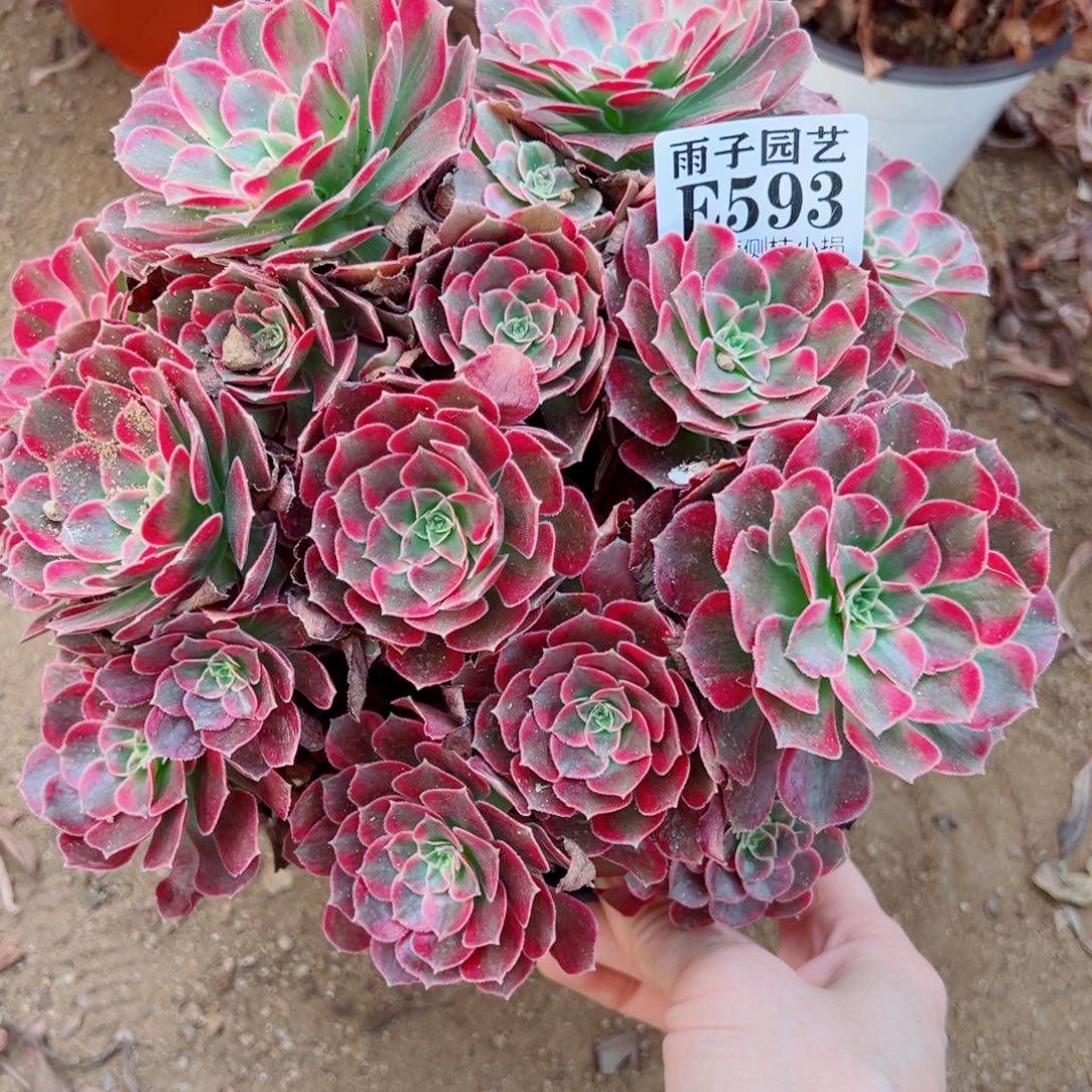 593荷兰玫瑰尺寸20左右
