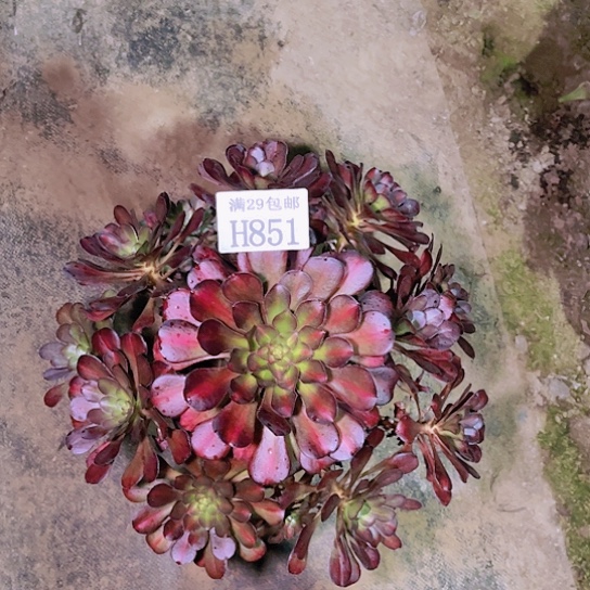 851晚霞多肉植物