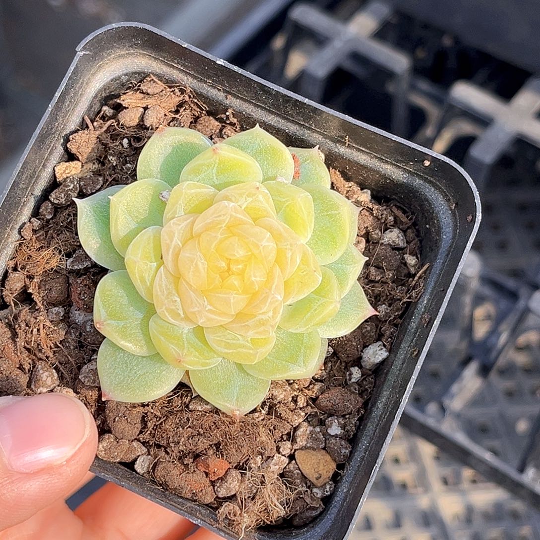 J****015 泼天 满18包邮