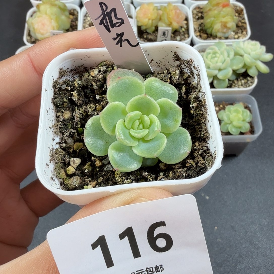 甜心极光一物一拍116