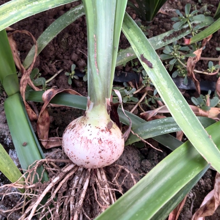 无花朵如*魅影重重臭果果