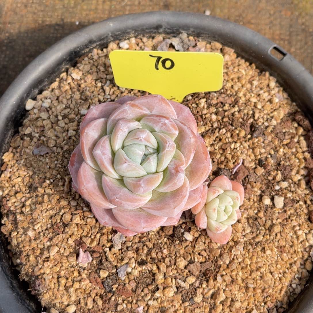 70冰玉冠幅8多肉