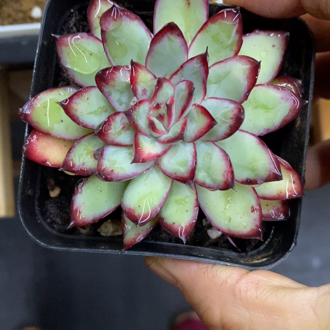 精品多肉一物一拍不包整85