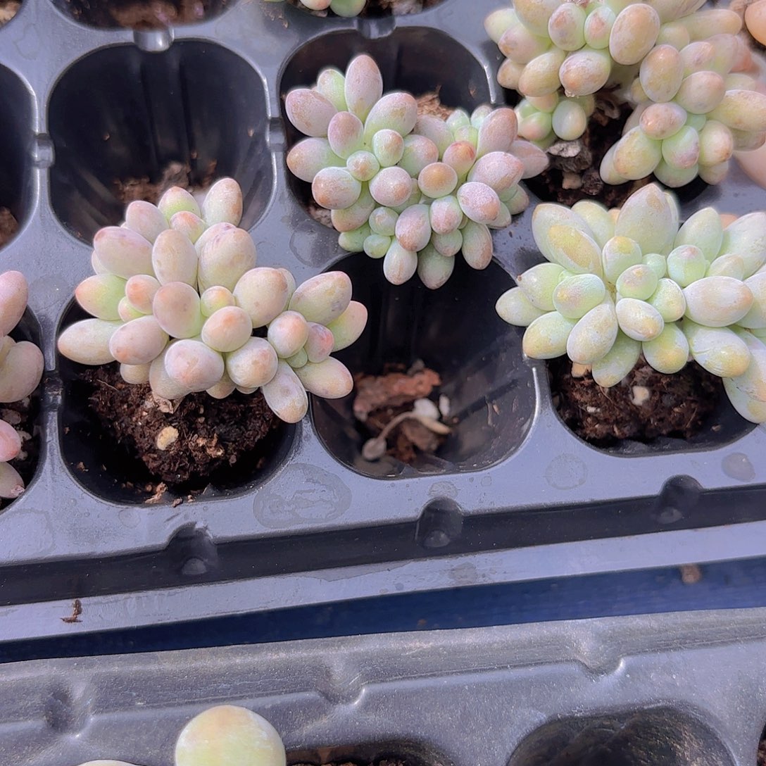 手指奶四五头群一颗量拍