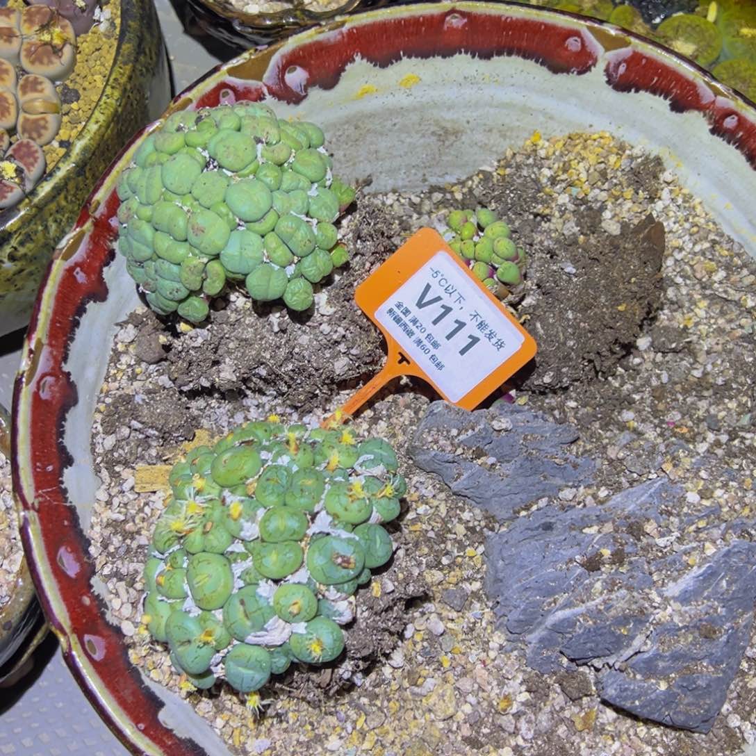 吴***樟111 一物一拍，默认有伤，介意勿拍，不退不换