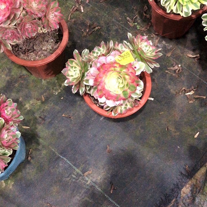 甜***吖海鲜多肉95900000000000