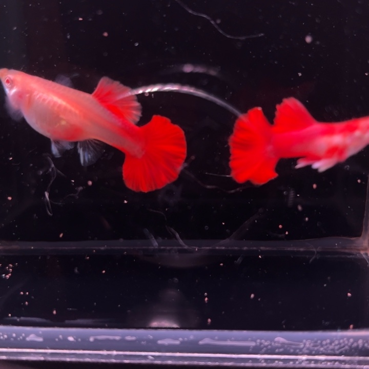 孔雀鱼短球折扇白子1对