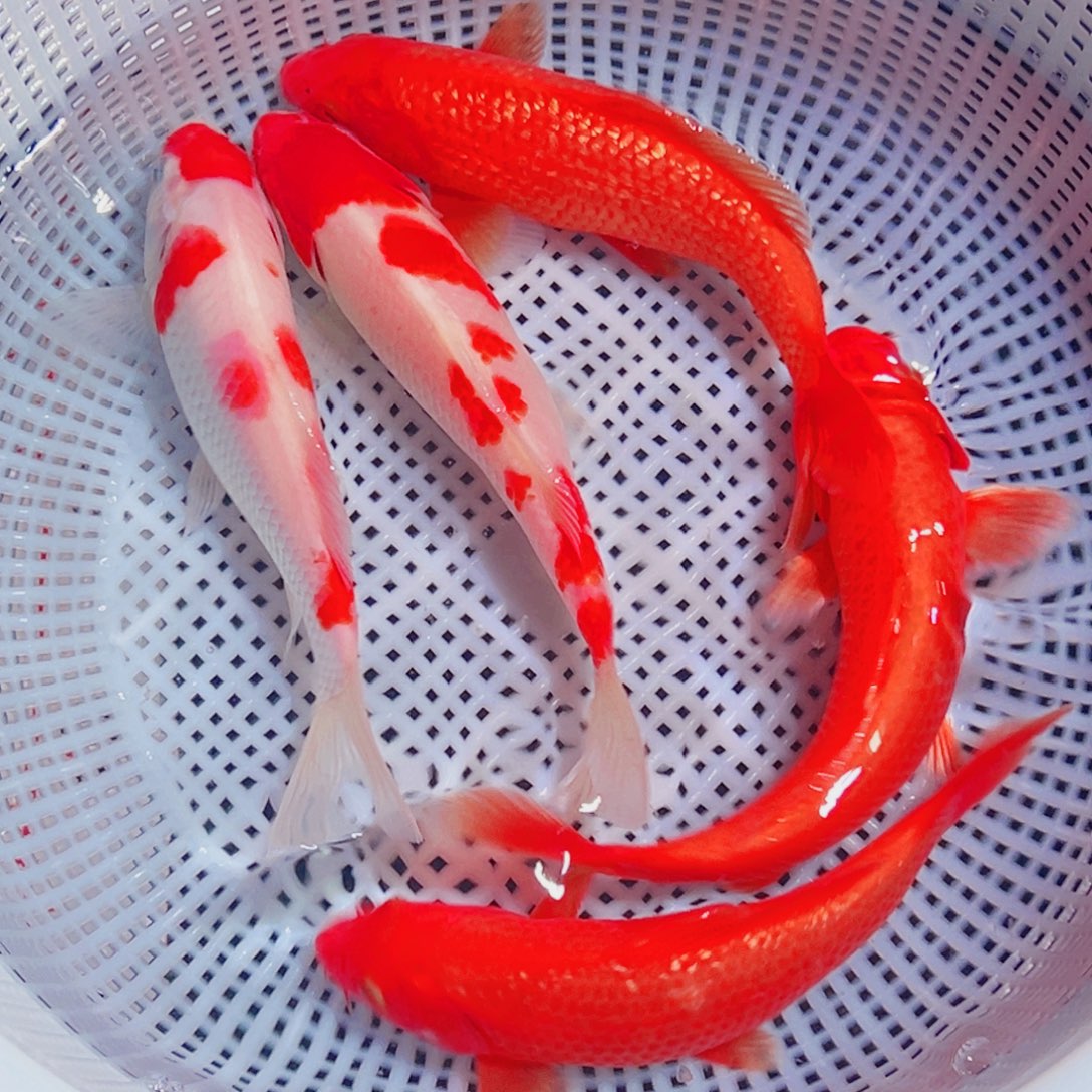 锦鲤锦鲤观赏鱼1111