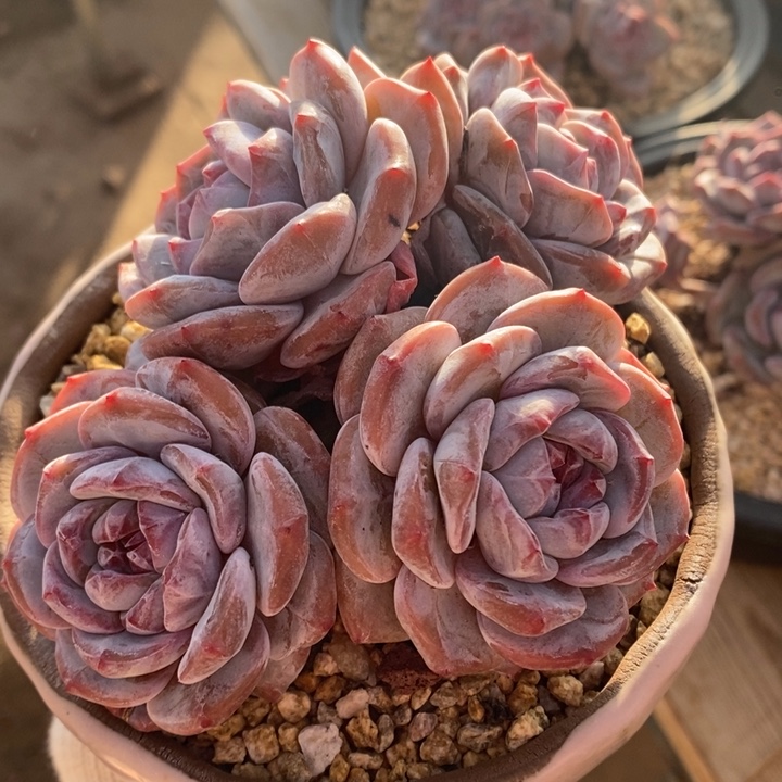 四头趴地小包脸紫心