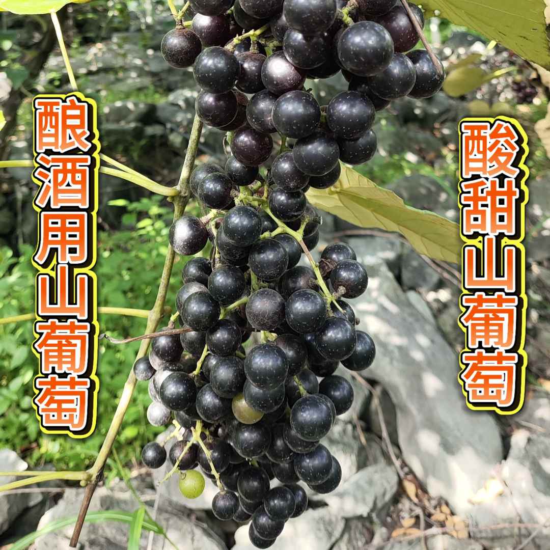 【顺丰包邮】广西特产山葡萄正宗山葡萄酿酒葡萄刺葡萄毛葡萄山葡萄