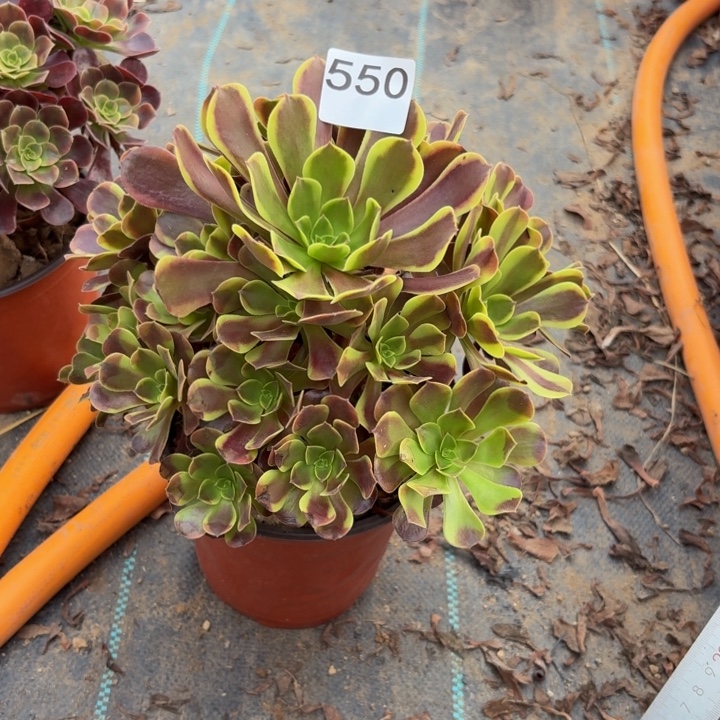 欧佳丽多肉植物不包损550