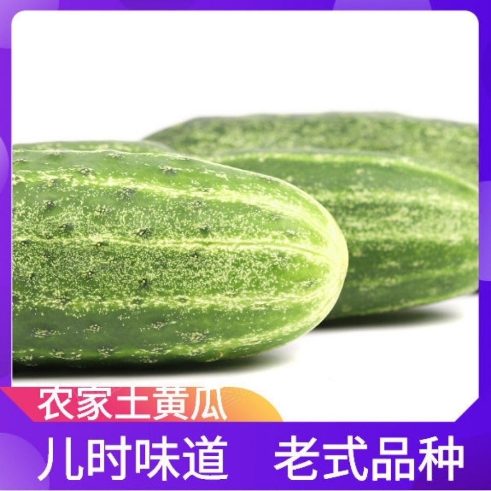 土黄瓜本地黄瓜青瓜可当水果黄瓜农家现摘现发孕妇当季新鲜蔬菜