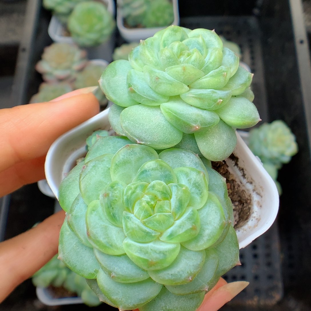 多肉植物。甜心1219