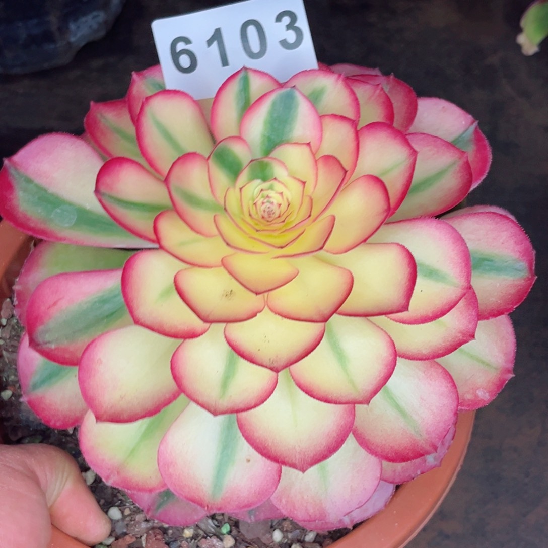 荔枝断了个测丫不售后