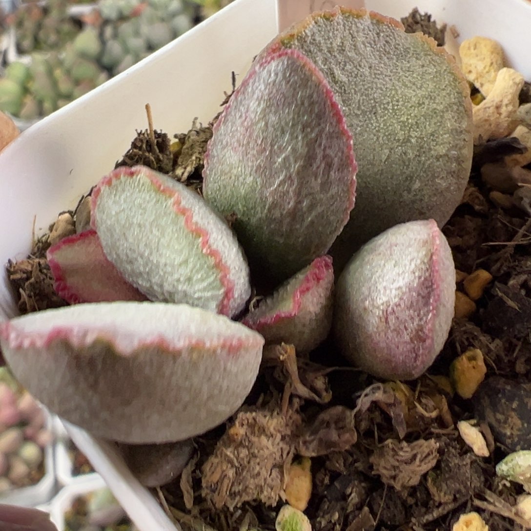 900号多肉植物水泡