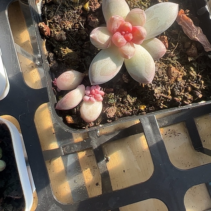 (***曦青璃，1111111111111