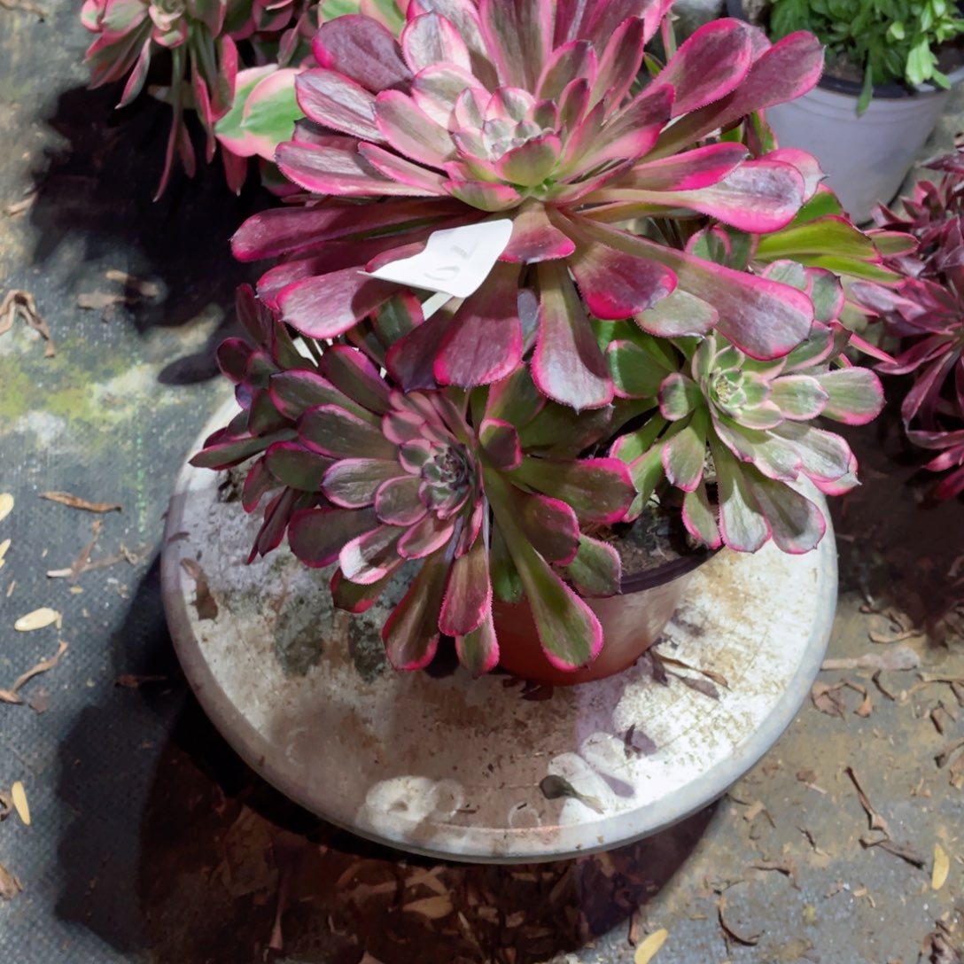 多肉植物黑金钢703