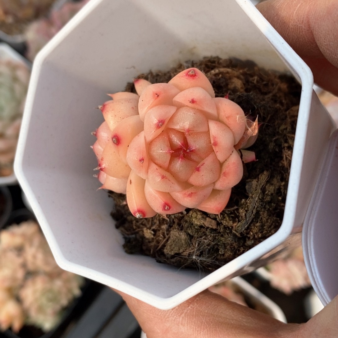 精品多肉一物一拍不包整703