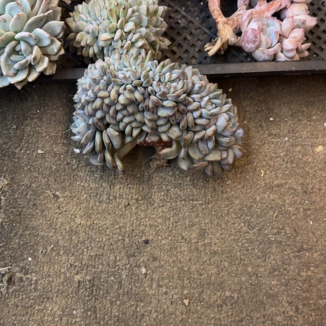 土*多肉植物一物一拍