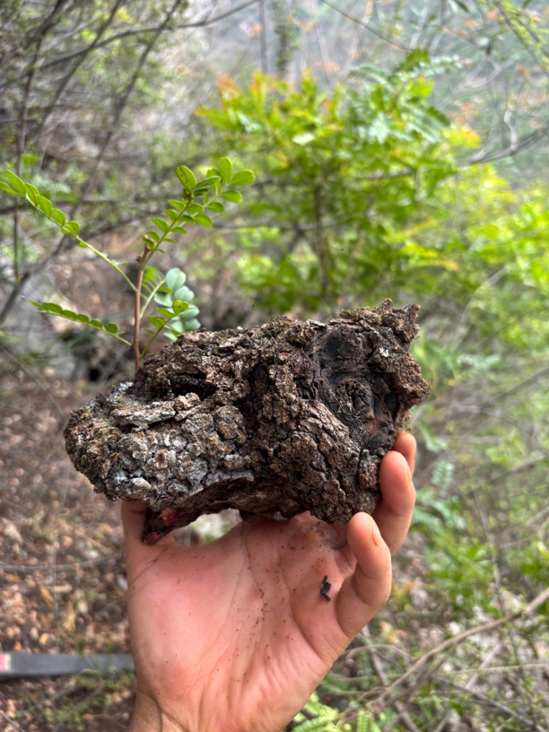 云南腾冲网红盆景绿植树萝卜易栽好活四季常青南北方都可养