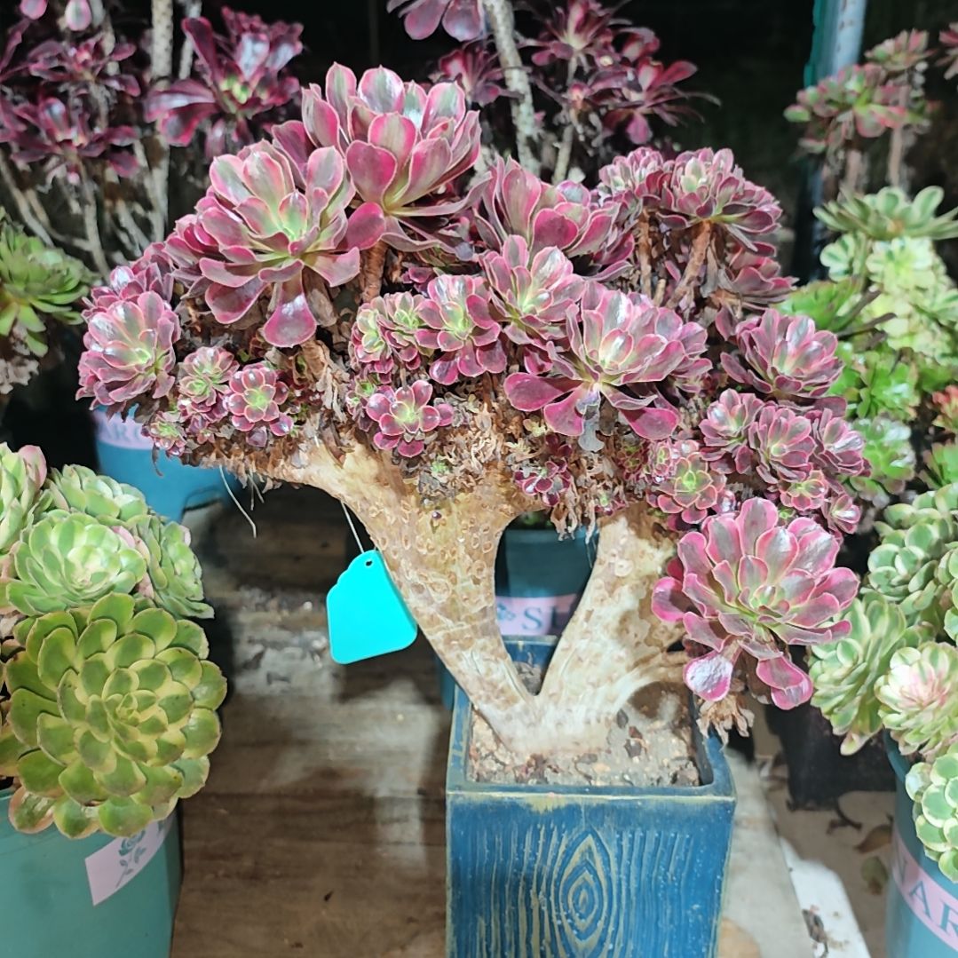 美杜莎朵缀一物一拍