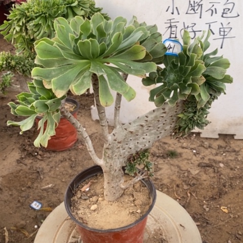 原始绿缀瑕疵一物一拍