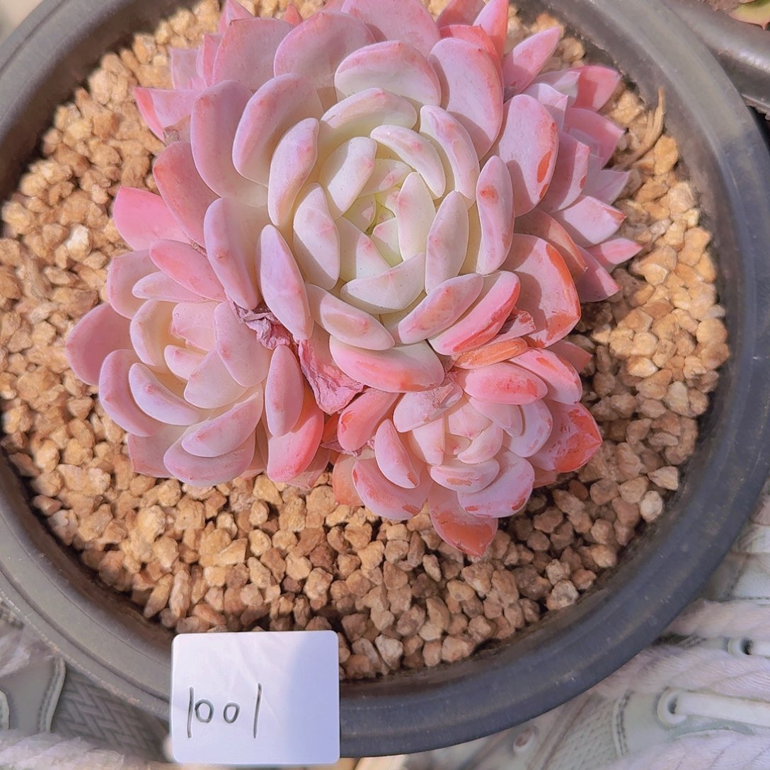 1001橙子多肉植物