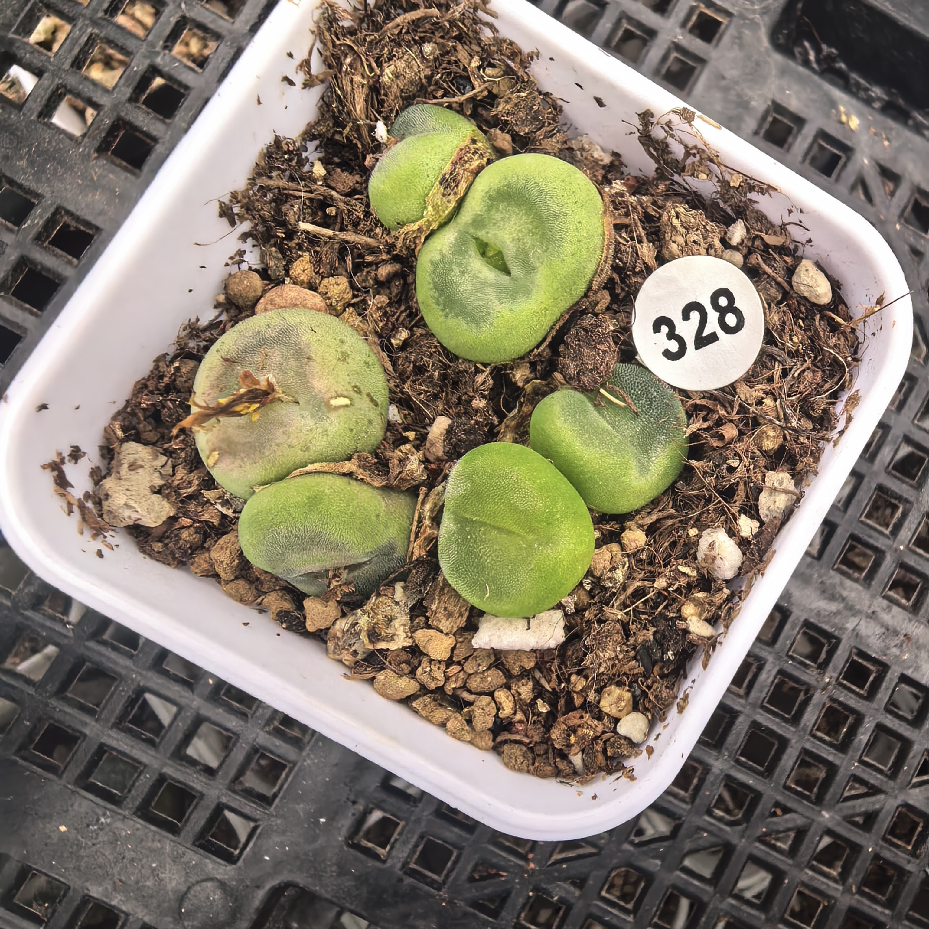 水晶鞋双头3颗脱土多肉328