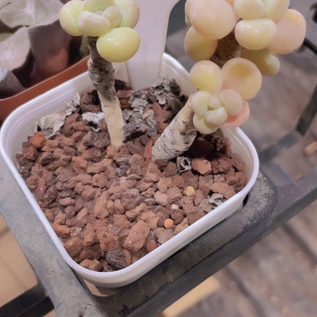 口香糖a086一物一拍