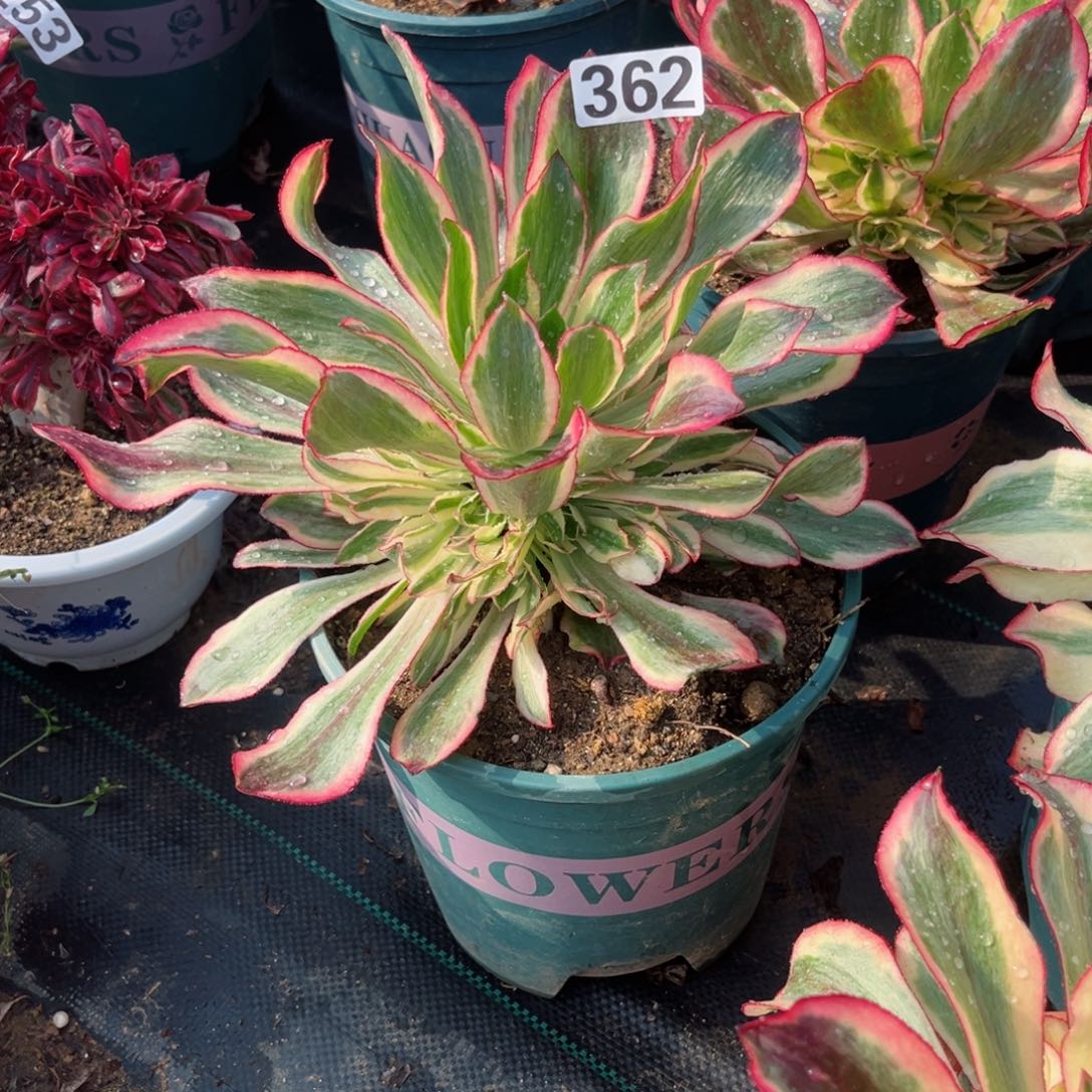 362魅影法师多肉植物