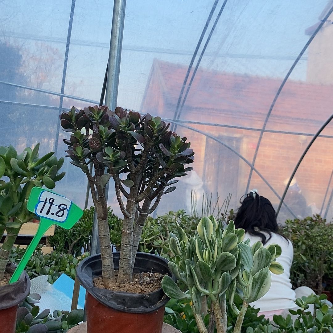 登***远完全开放老桩玉树一物一拍