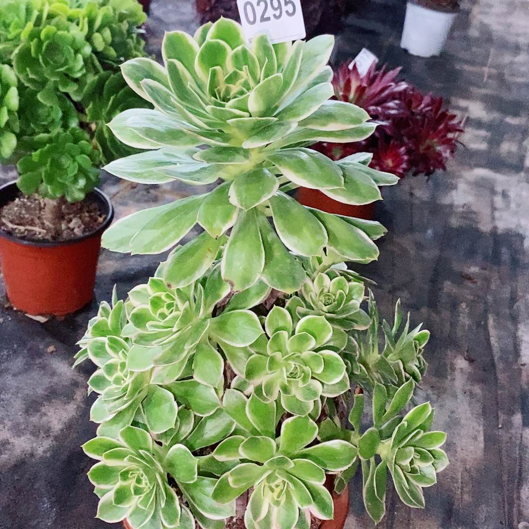 大叶绿玫瑰295多肉1111