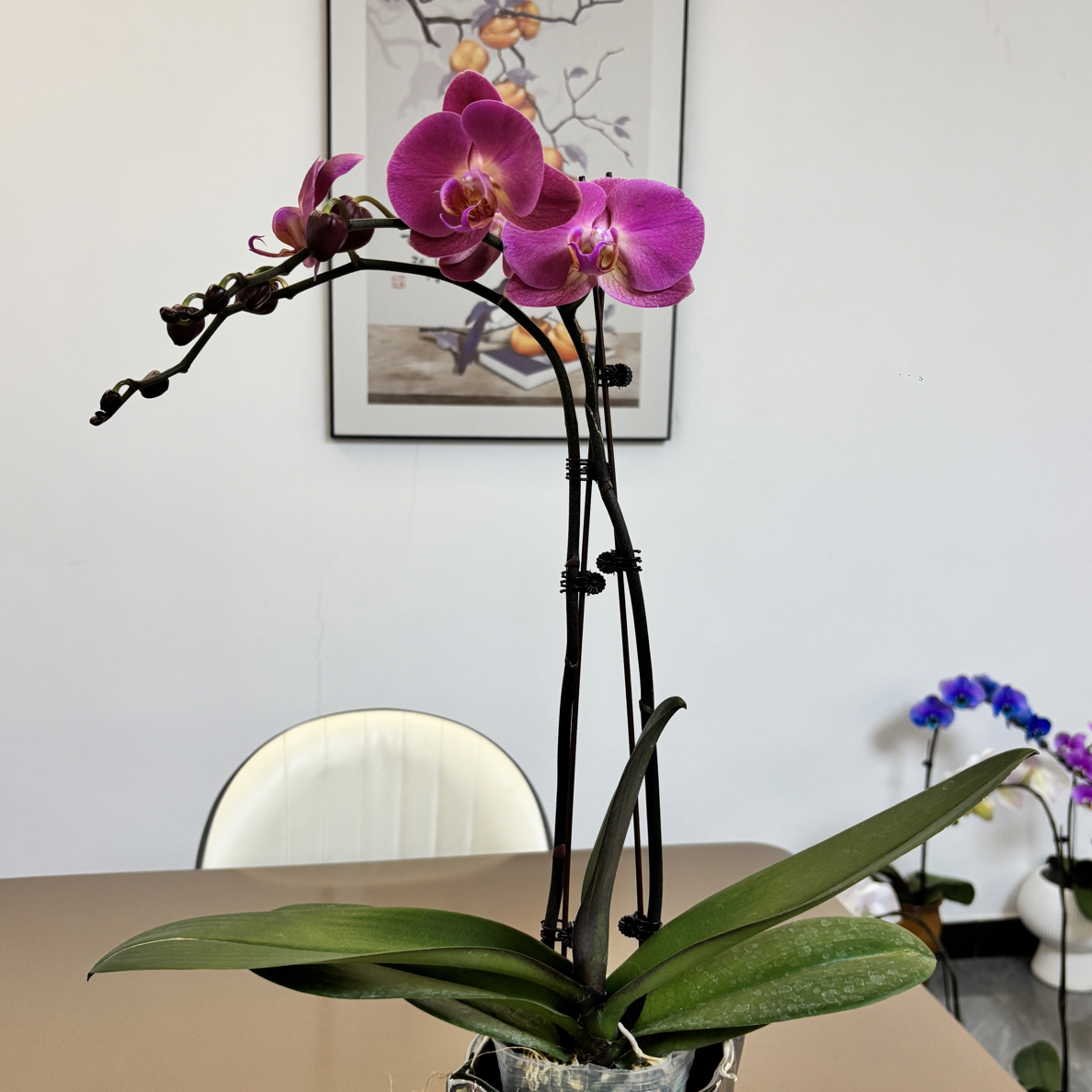 画鲜【红苹果】3.8寸杯蝴蝶兰花苗盆栽室内花卉四季好养活美观