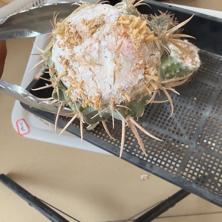 仙人球清库存生根粉