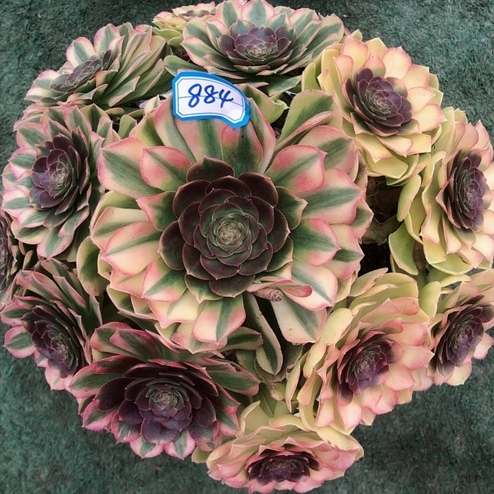 884雨荷多肉法师