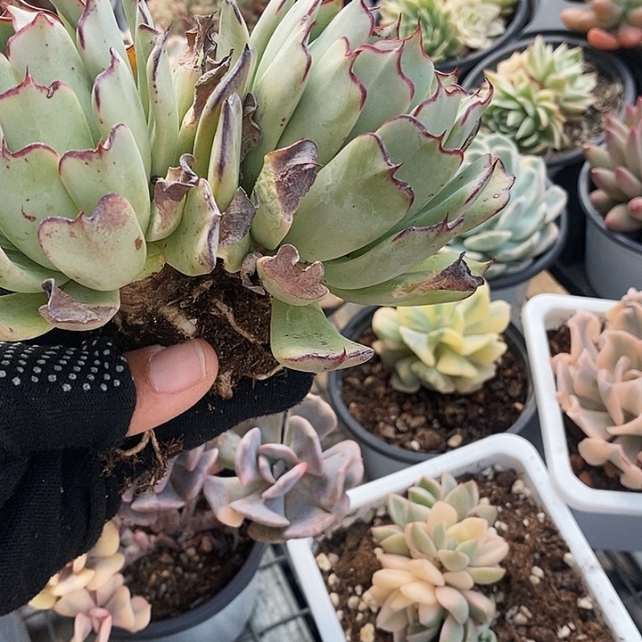 卷斯诺娃13567@k k m m m m