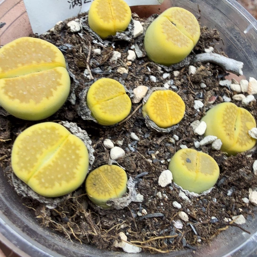 哈哈笑不出话就笑道205