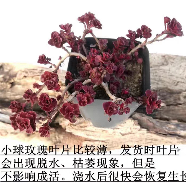 小球玫瑰老桩多肉植物带盆带土耐冻好养