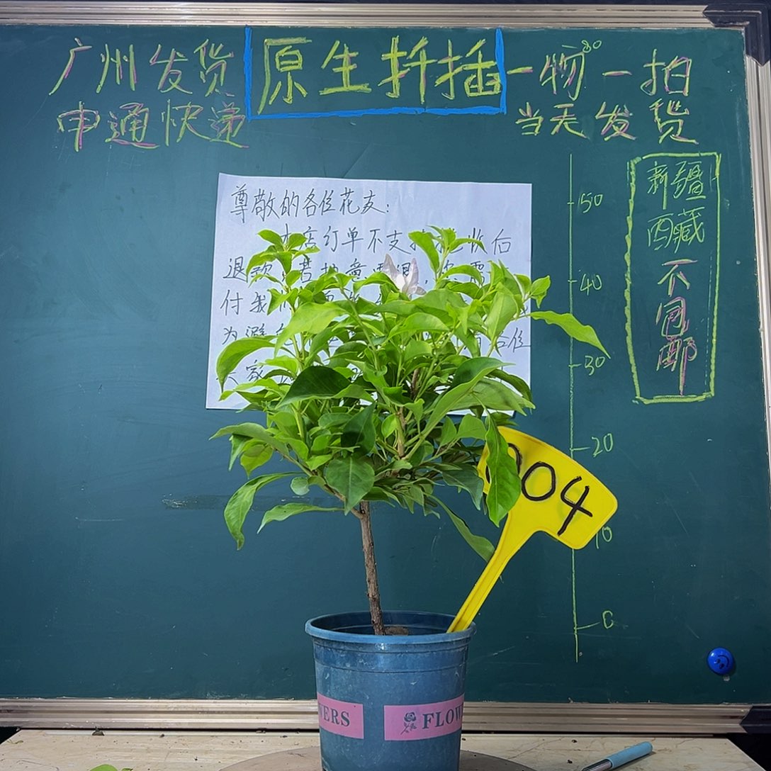 当前无花栽培后可以开花 下播 金夫人  004