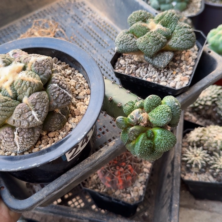 小*胖自根象肌连山自根哥斯拉嫁接哥斯拉嵌合体