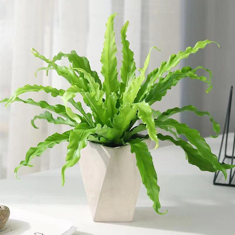 鸟巢蕨室内绿植盆栽带花盆营养液可净化空气好养活