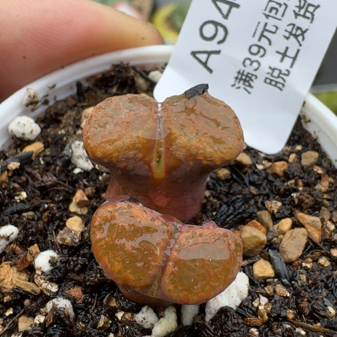 947多肉哈哈哈哈哈哈哈