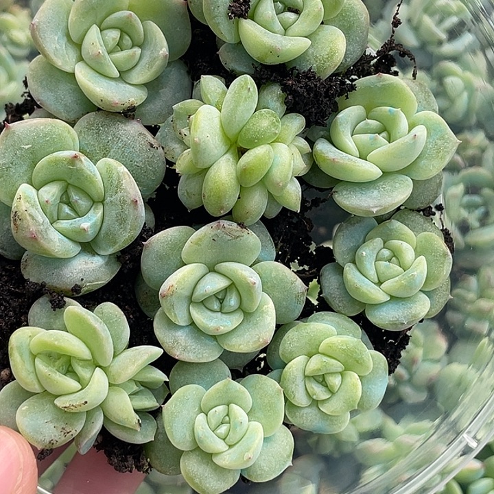 OTO多肉优选dy415