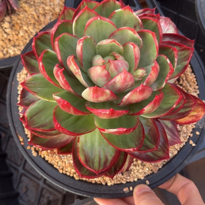 猫***-多肉植物猫猫发货11111