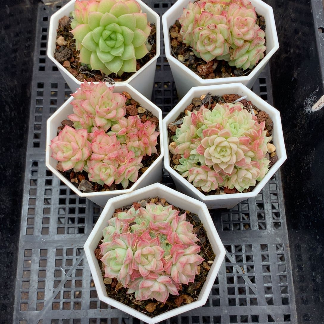 1211-10 套餐一组