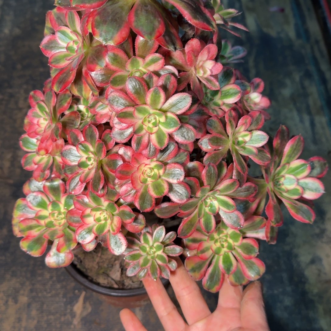 6700初恋多肉植物