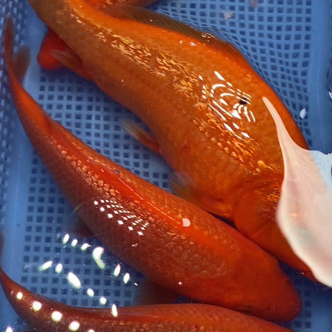 锦鲤冷水锦鲤包邮