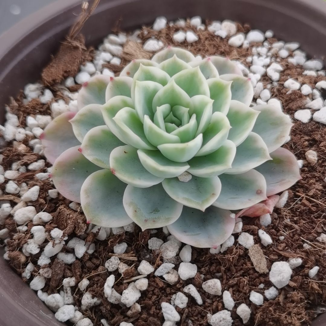 哈密瓜白覆轮锦多肉植物